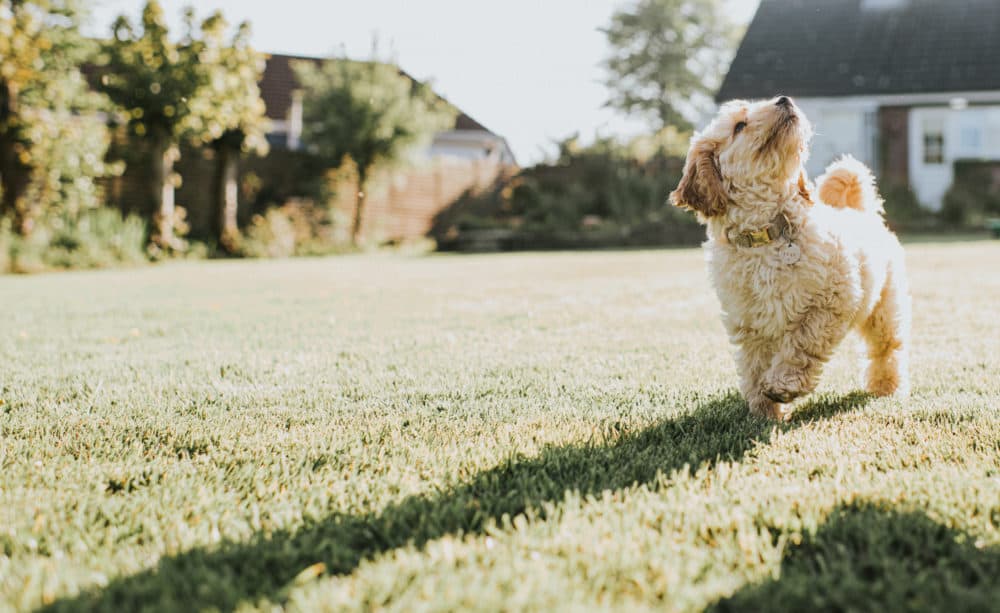 Young 12 week old sandy colored cockapoo puppy looks up as he walks across a garden in low sun. (Getty Images)