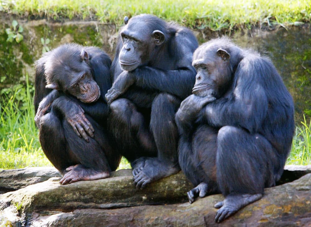 Three female chimpanzees nod-off as they sit on rocks in a family group, with the sun on their backs in their open air enclosure at the Taronga Zoo in Sydney, 26 April 2005. (Rob Elliot/AFP via Getty Images)