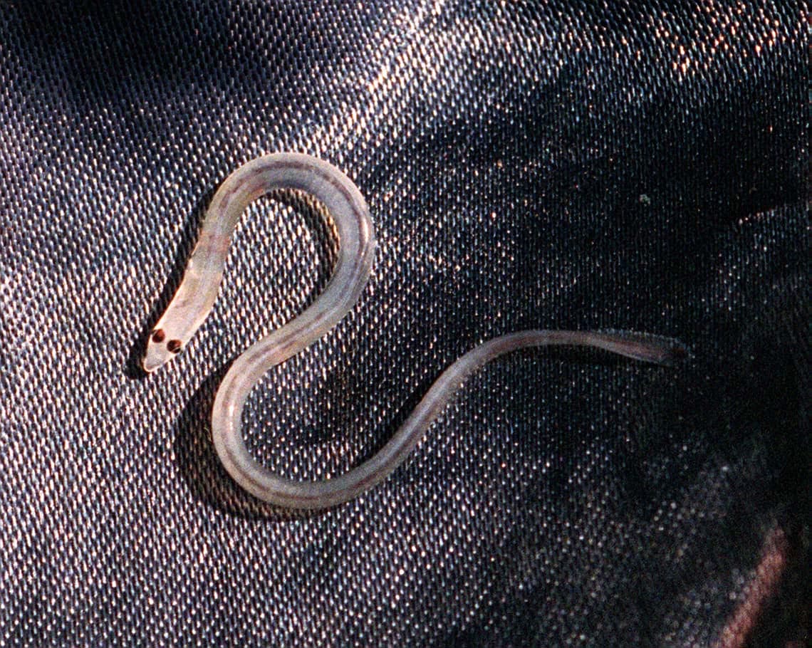 An elver, a baby American eel, caught by fishermen in Nobleboro, Maine. (John Patriquin/Portland Portland Press Herald via Getty Images)