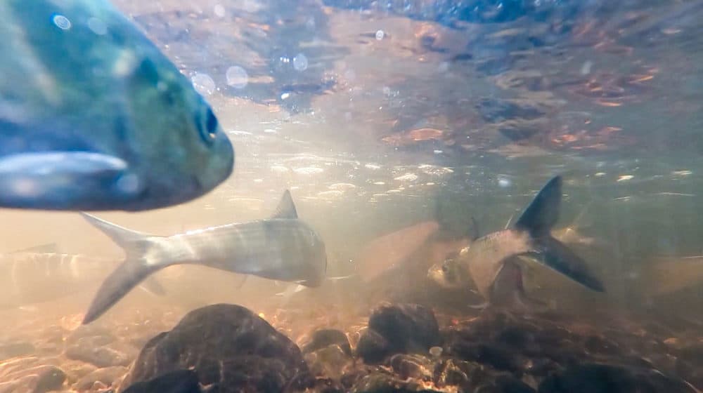 Herring navigate a Massachusetts river. (Madison Wolters/ Charles River Watershed Association)