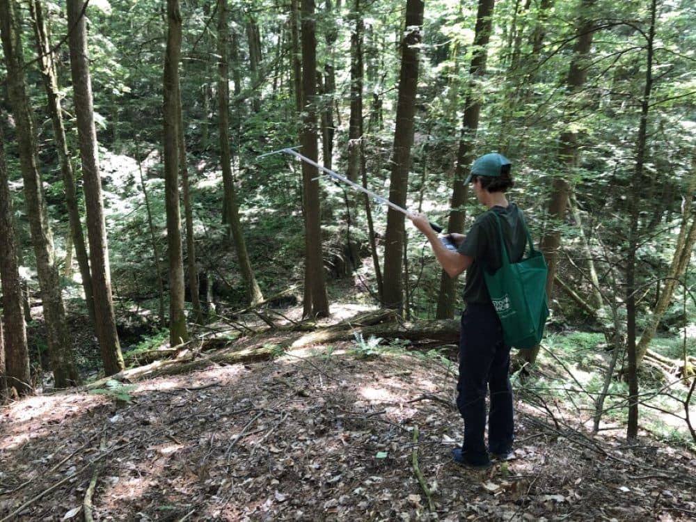 Because hills, ravines and dense foliage can block the signal coming from the bats' transmitters, biologist Alyssa Bennett has to do a lot of clambering through the forest to find out where the bats are. (Jane Lindholm/Vermont Public)