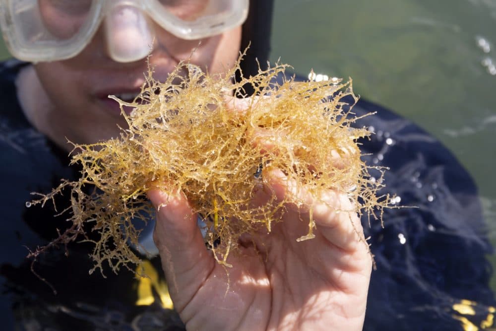 Chris Anastasiou, chief water quality scientist with the Southwest Florida Water Management District, shows off a sample of edible drift algae. (Daylina Miller/WUSF Public Media)