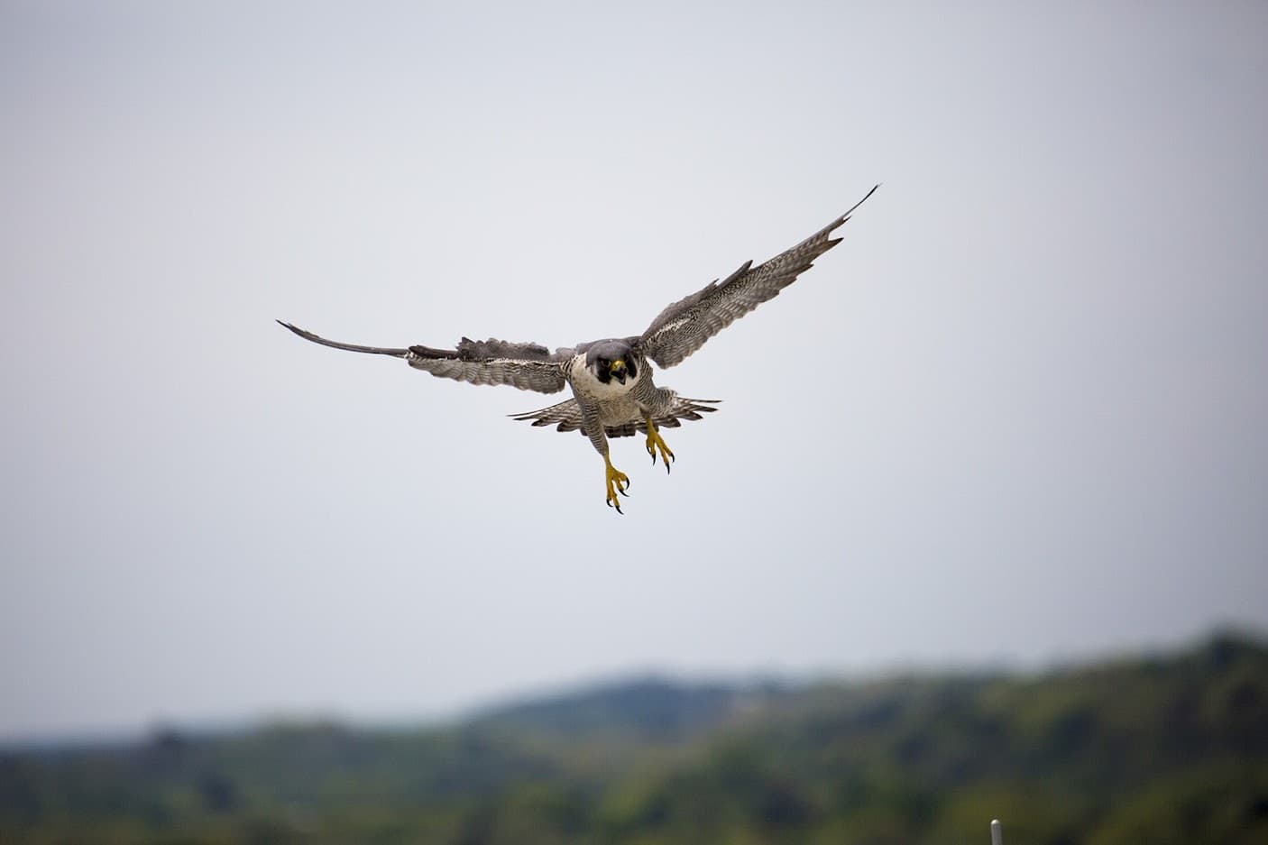 The female peregrine Falcon swoops in. (Jesse Costa/WBUR)