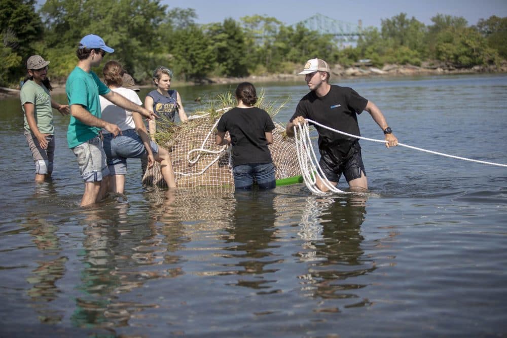 A team of Emerald Tutu staff and volunteers launch a module in Chelsea Creek. (Robin Lubbock/WBUR)