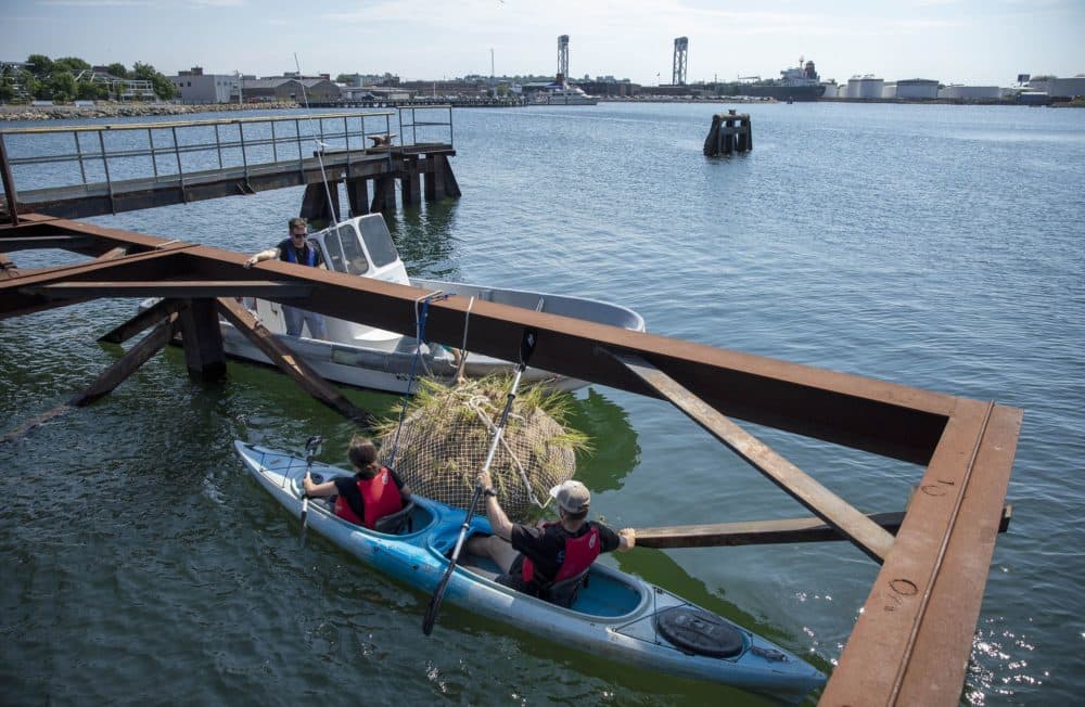 Tufts of marsh grass stick out of an Emerald Tutu pod as staff in a kayak maneuver it between the struts of a jetty on Chelsea Creek, where they will anchor it. (Robin Lubbock/WBUR)