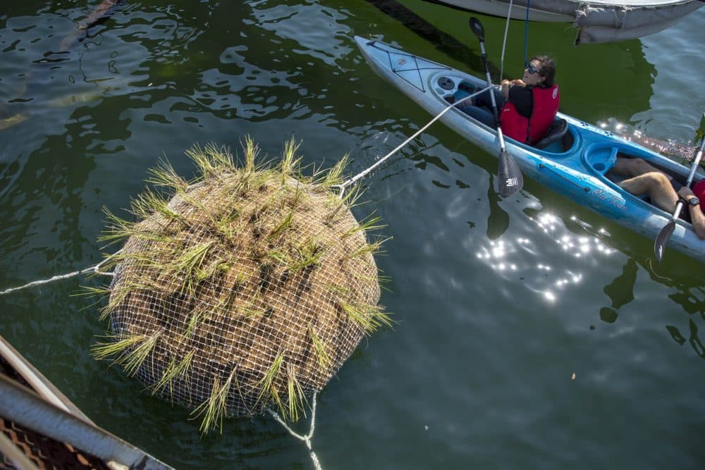 An Emerald Tutu module anchored in place in Chelsea Creek by three ropes that pass through the middle of the module. (Robin Lubbock/WBUR)