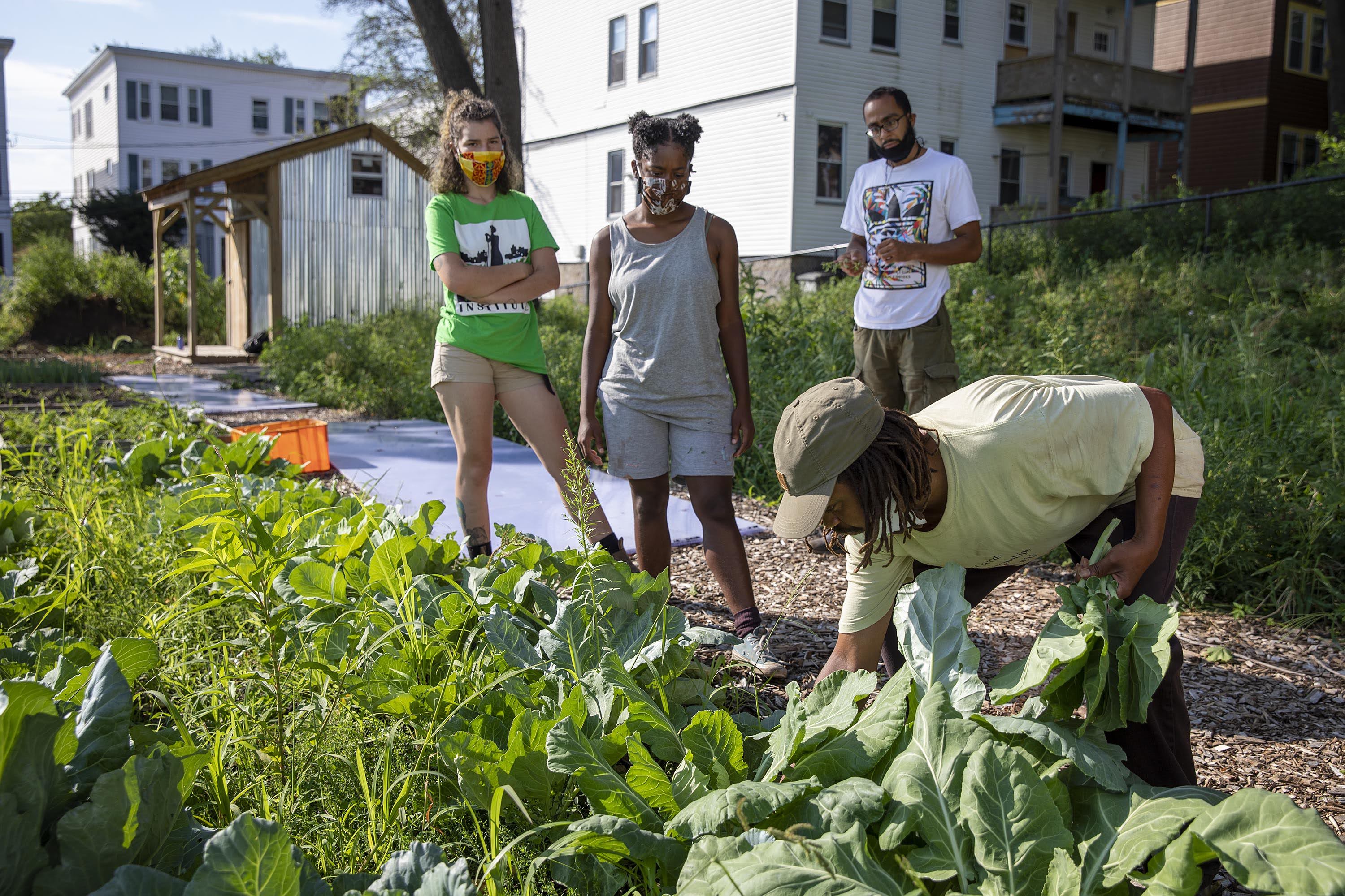 Bobby Walker harvests collard greens with Urban Farming Institute trainees. (Robin Lubbock/WBUR)