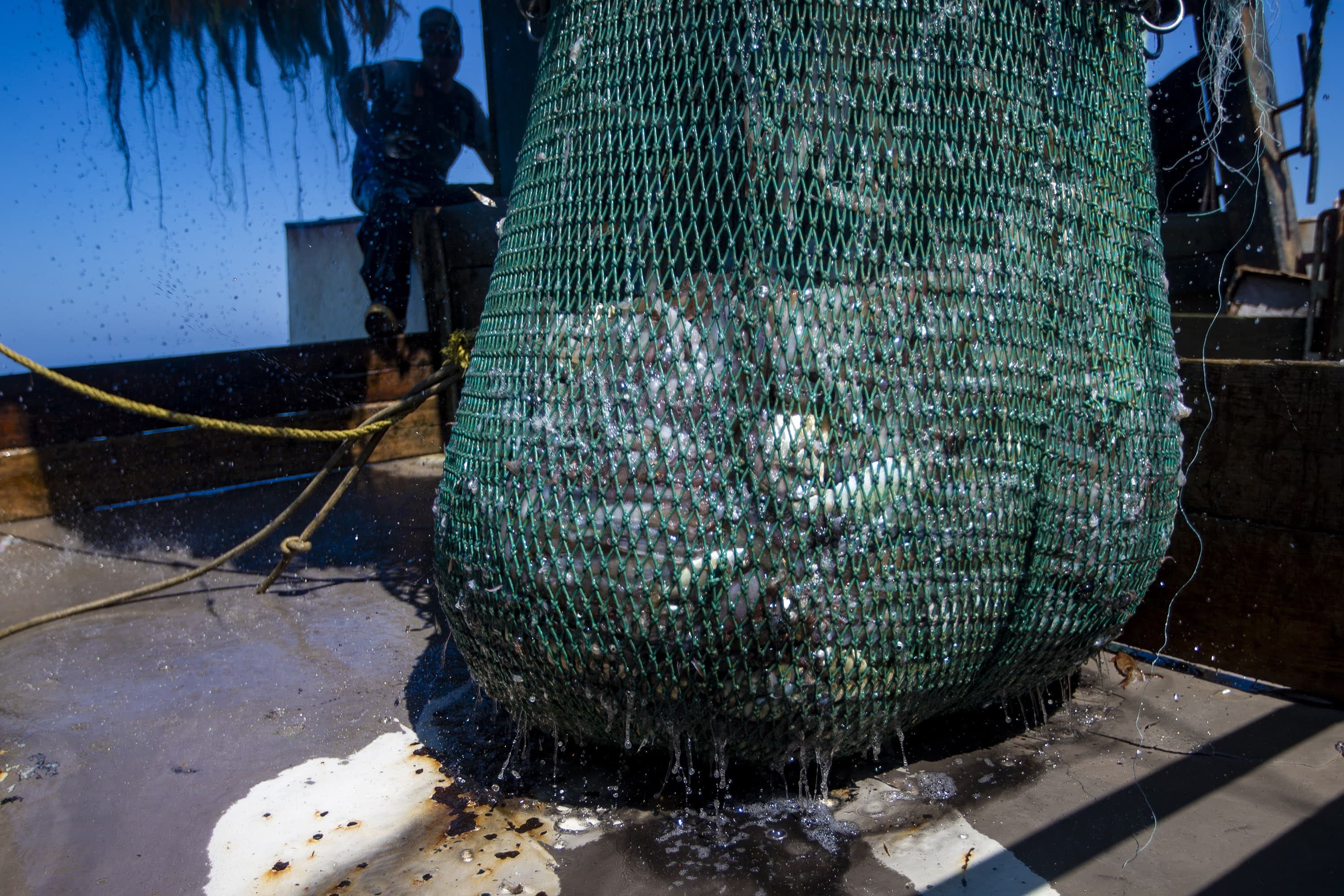 A fishing net full of squid and other fish. (Jesse Costa/WBUR)