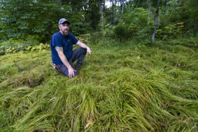 8 easy ways to make your New England lawn more eco-friendly