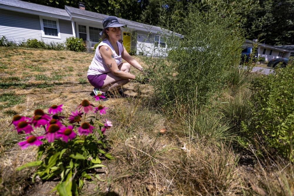 Erica Tharp weeds out her plant beds in front of her home in Framingham. (Jesse Costa/WBUR)
