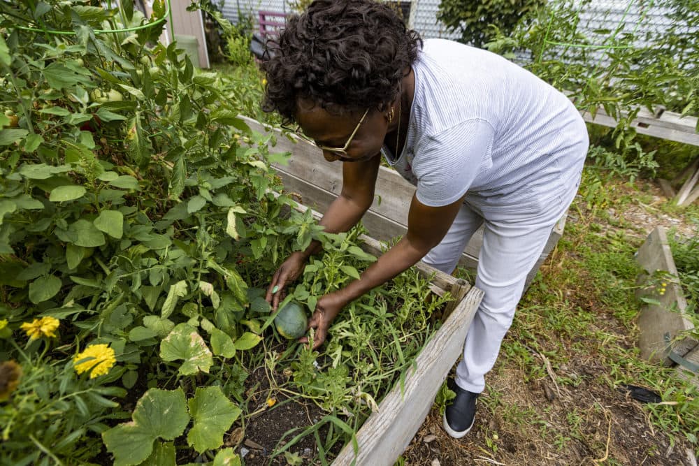 Estella Mabrey checks on the watermelon she is growing at the Ellington Street Community Garden in Dorchester. (Jesse Costa/WBUR)