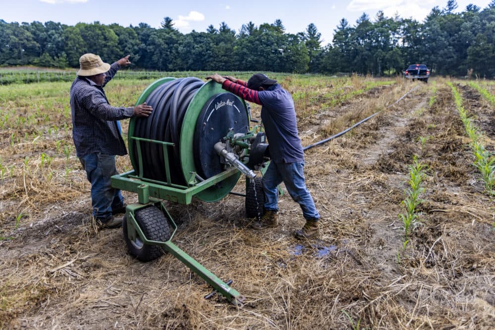 Workers unfurl a portable drip irrigation system at Farmer Dave’s in Dracut. (Jesse Costa/WBUR)