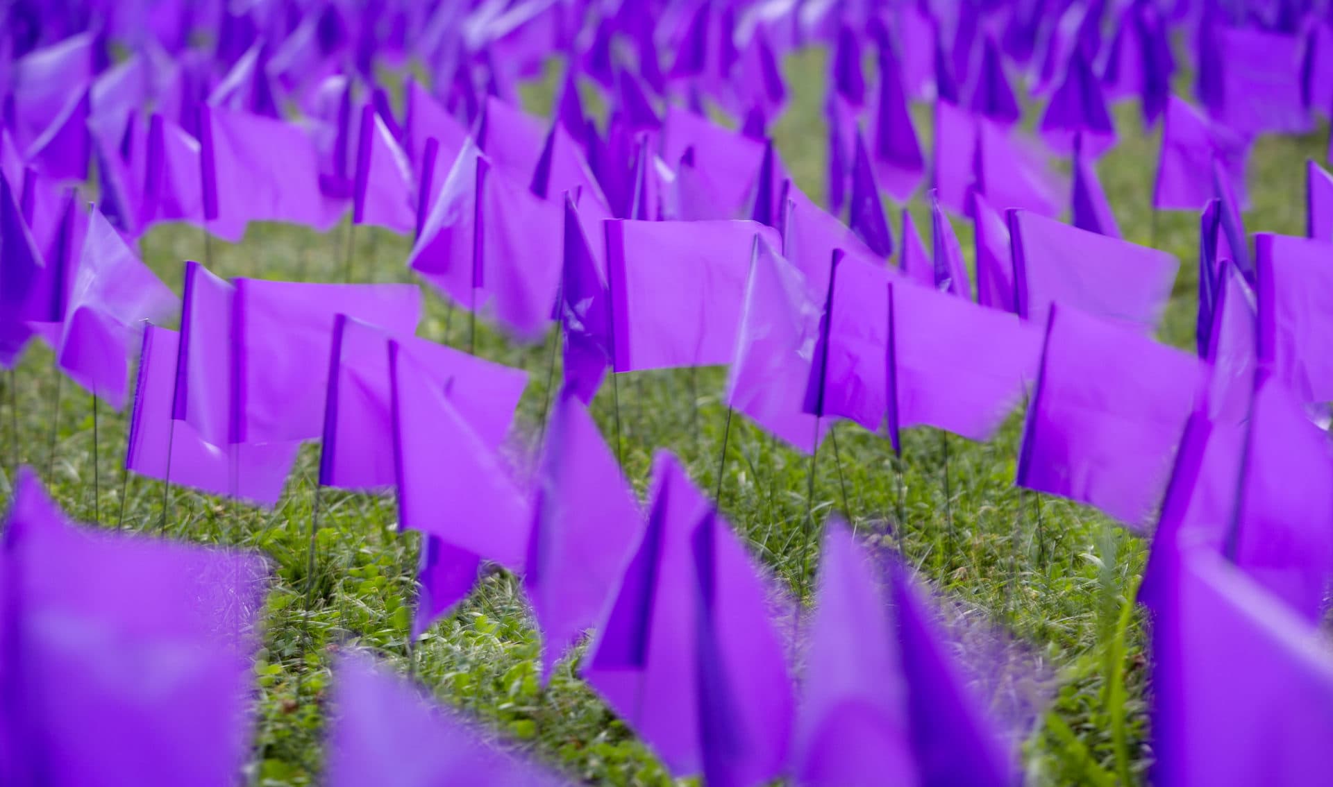 Purple flags on Boston Common commemorate lives lost to drug overdoses. (Robin Lubbock/WBUR)