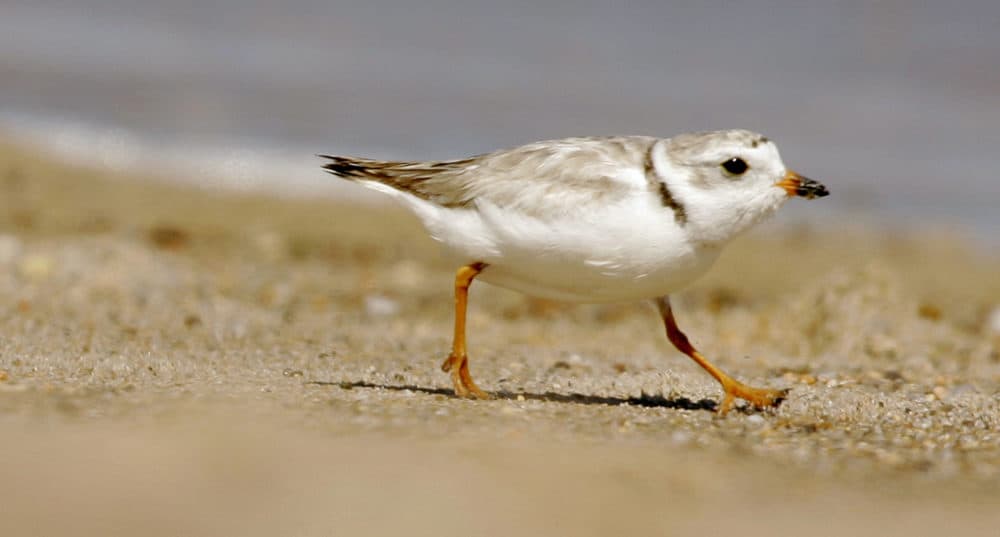 An adult piping plover runs along a beach as waves lap on the shore in the background, in the Quonochontaug Conservation Area, in Westerly, R.I., on July 12, 2007. (Steven Senne/AP)