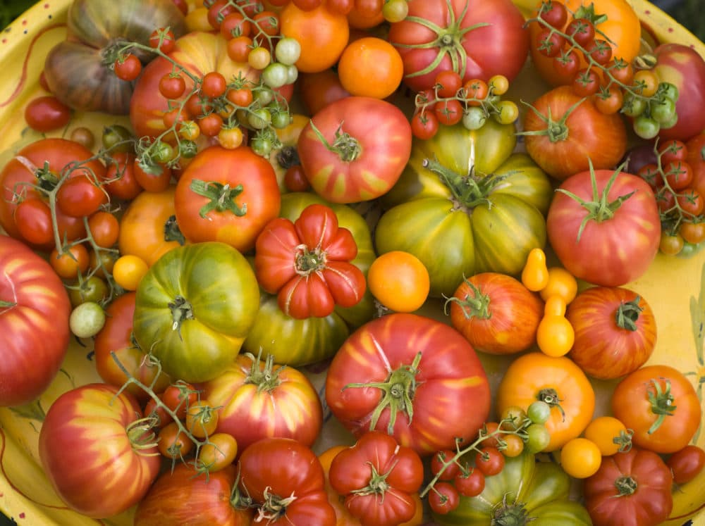 The most basic summer pleasure is pulling a ripe tomato straight from the vine into your mouth, and letting the sweet, sun-warmed juices roll down your T-shirt because it’s August and who cares? (Getty Images)