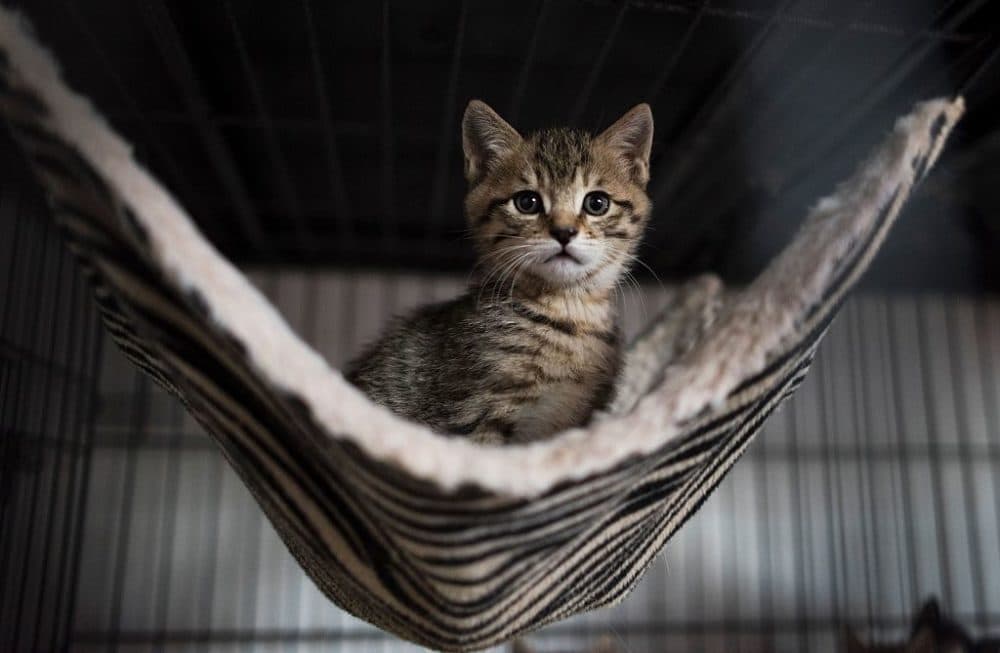 A kitten sits in his enclosure at a Buddhist temple in the suburbs of Shanghai on December 3, 2015. (Johannes Eisele/ Getty Images)