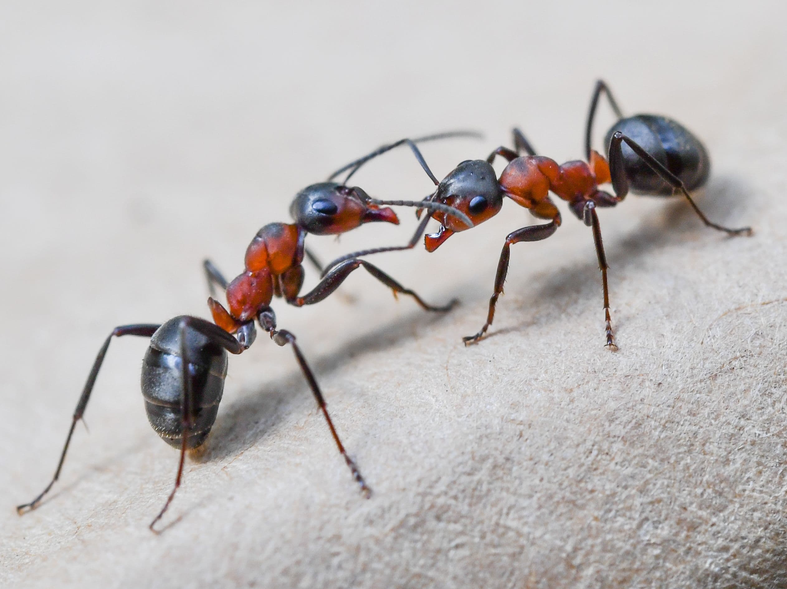 Ants are better than pesticides for sustainable farming, new research ...