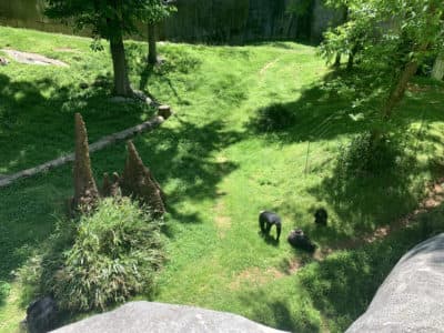 A view from the top of the chimpanzee enclosure at the North Carolina Zoo. (WBUR/Dean Russell)