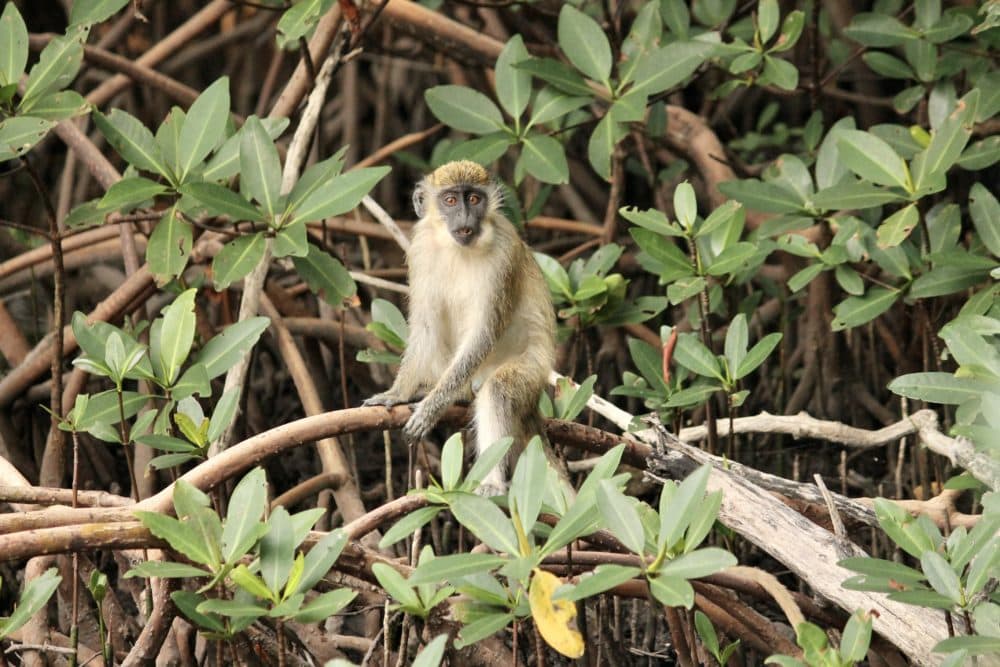 One of the Dania Beach vervet monkeys hangs out in the parking-lot mangroves near the Fort Lauderdale Airport. (Courtesy of Missy Williams)