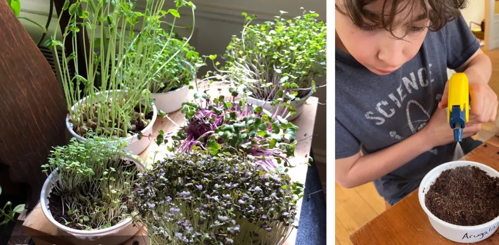 Microgreens in Barb's house 11 days after her son, Hugh, &quot;planted&quot; them. (Barbara Moran/WBUR)