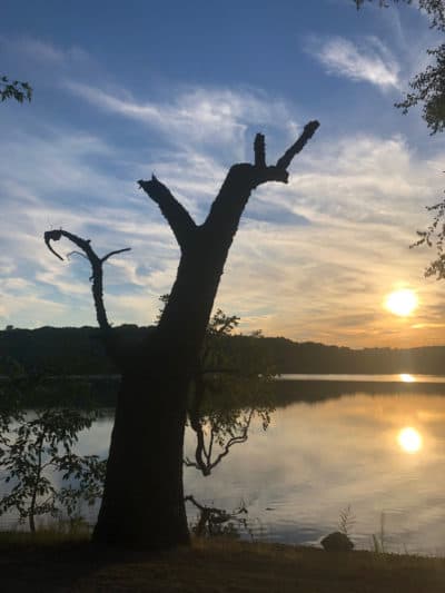 A tree at sunrise on Jamaica Pond. Jamaica Plain, MA. (Courtesy Neema Avashia)