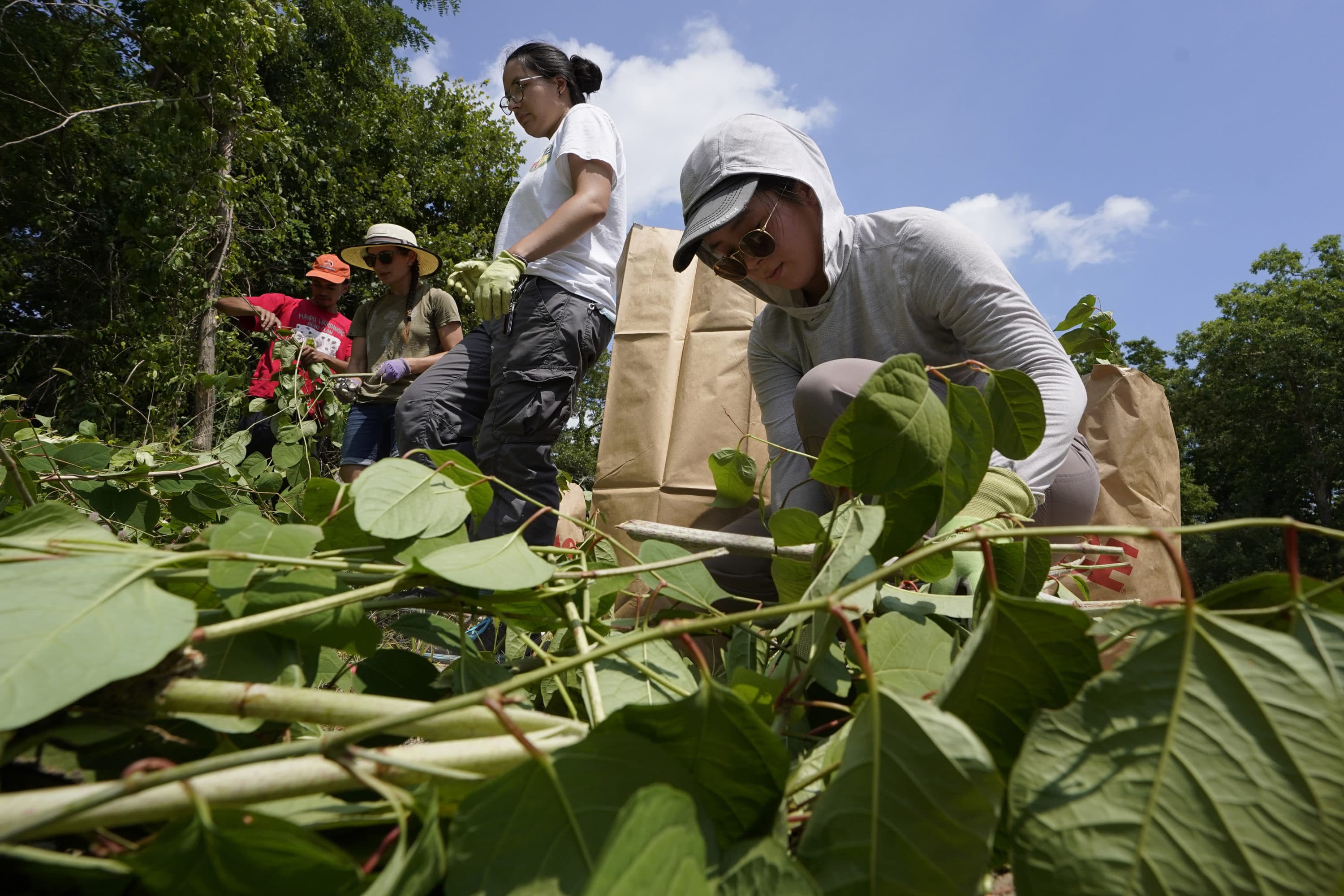 Fin Jones, of Falmouth and a member of the Mashpee Wampanoag tribe, top center, and Jessica Tran, right, of St. Paul, Minn., work to remove invasive plant species at the Wampanoag Common Lands project, in Kingston, Aug. 2. (Steven Senne/AP)