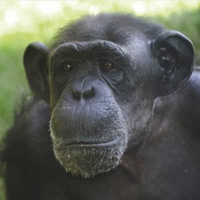 Terry the chimpanzee may have been a jokester. It depends on how you define “joke.” (Courtesy of the North Carolina Zoo)