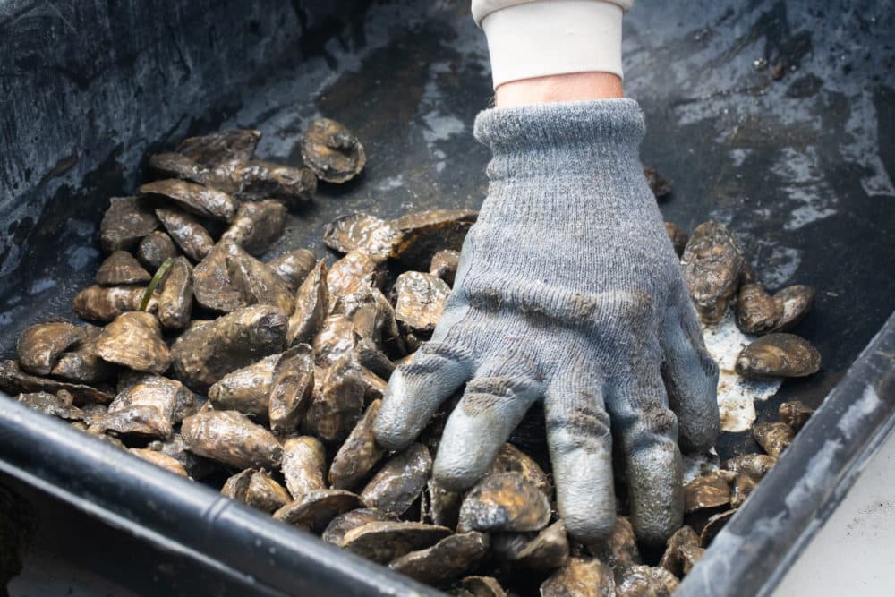 Researchers count and measure oyster shells to determine their health. (Zachary Turner/WUNC)