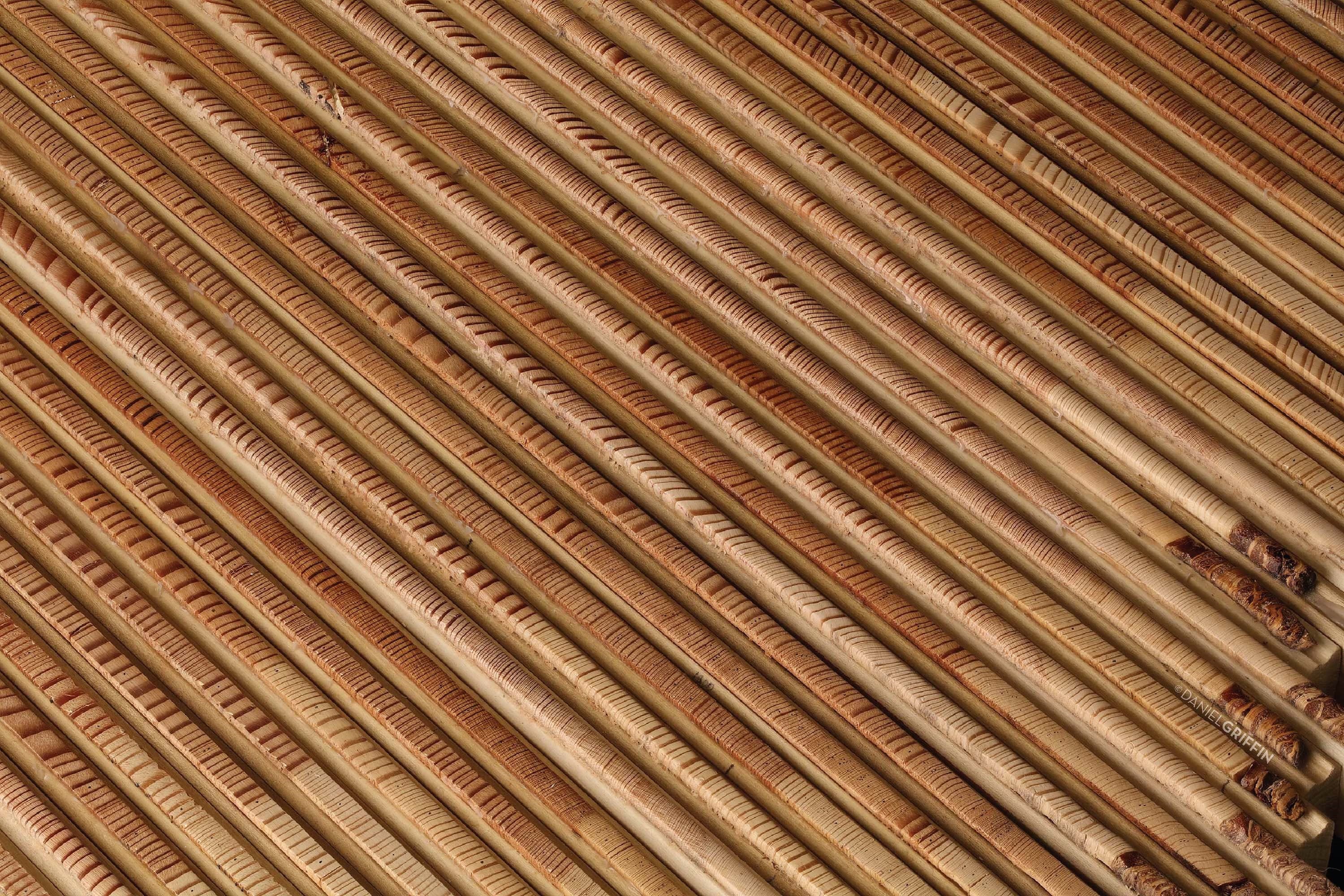Tree-ring increment cores collected from bigcone Douglas fir trees growing on Mount Pinos in Southern California. Each growth ring is a couplet of light colored spring wood and dark colored summer wood. Wide rings form in wet years and narrow rings form in dry years. (Daniel Griffin 2022)