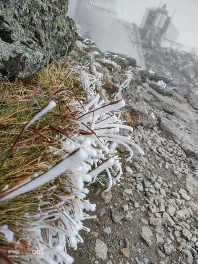 Icy sedge grass on Mount Washington on Sep. 15, 2022. (Courtesy Mount Washington Observatory)