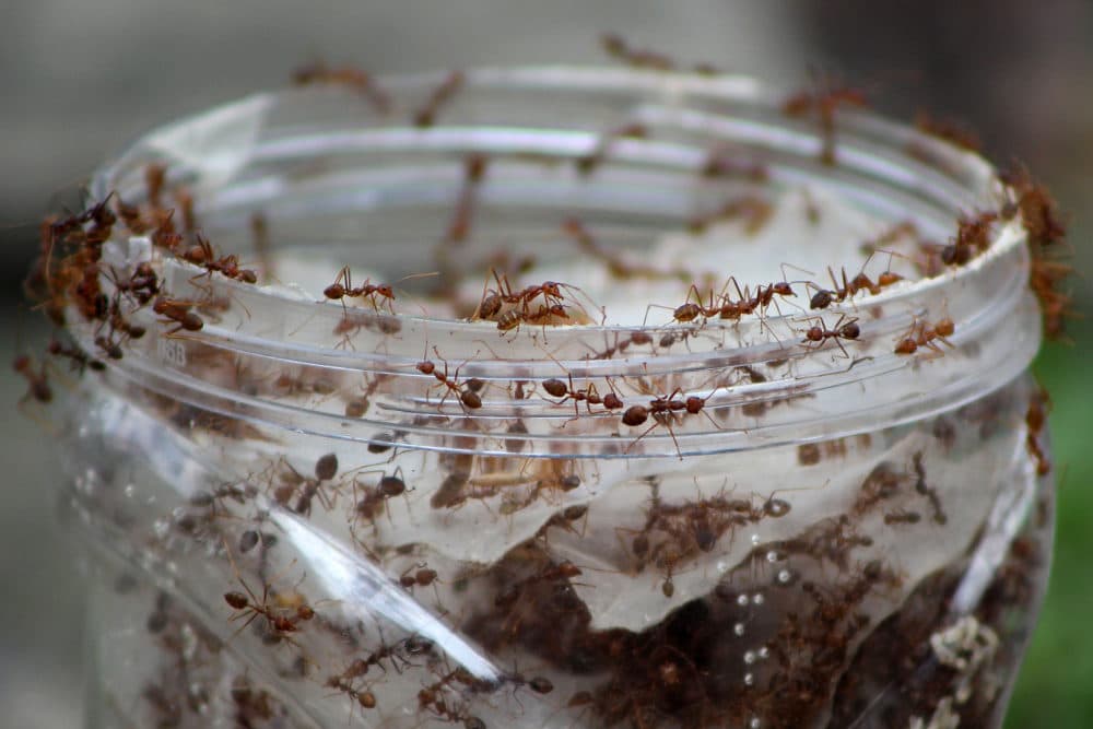 Ants enter a jar which is used for breeding. (Nurcholis Anhari Lubis/Getty Images)