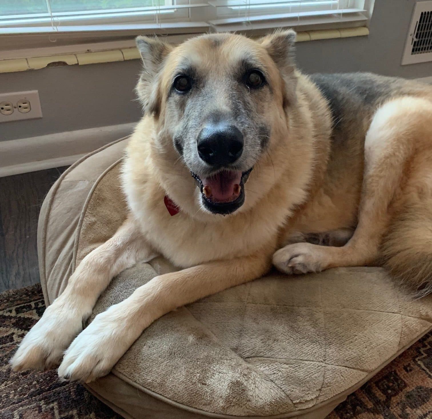 Marianne Schneider’s German shepherd, Storm. (Courtesy of Marianne Schneider)