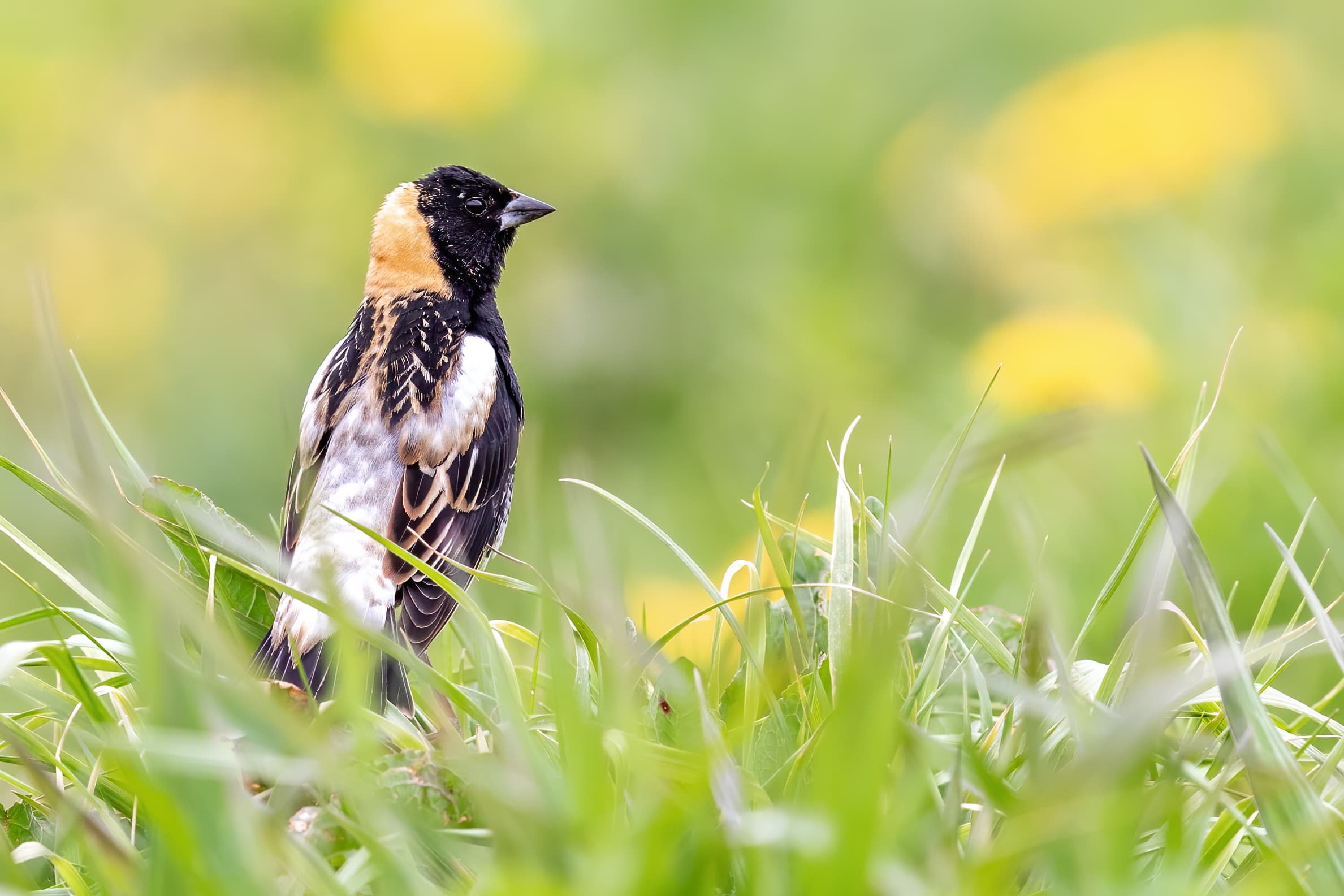 A black and white bobolink perches in a grassy field.