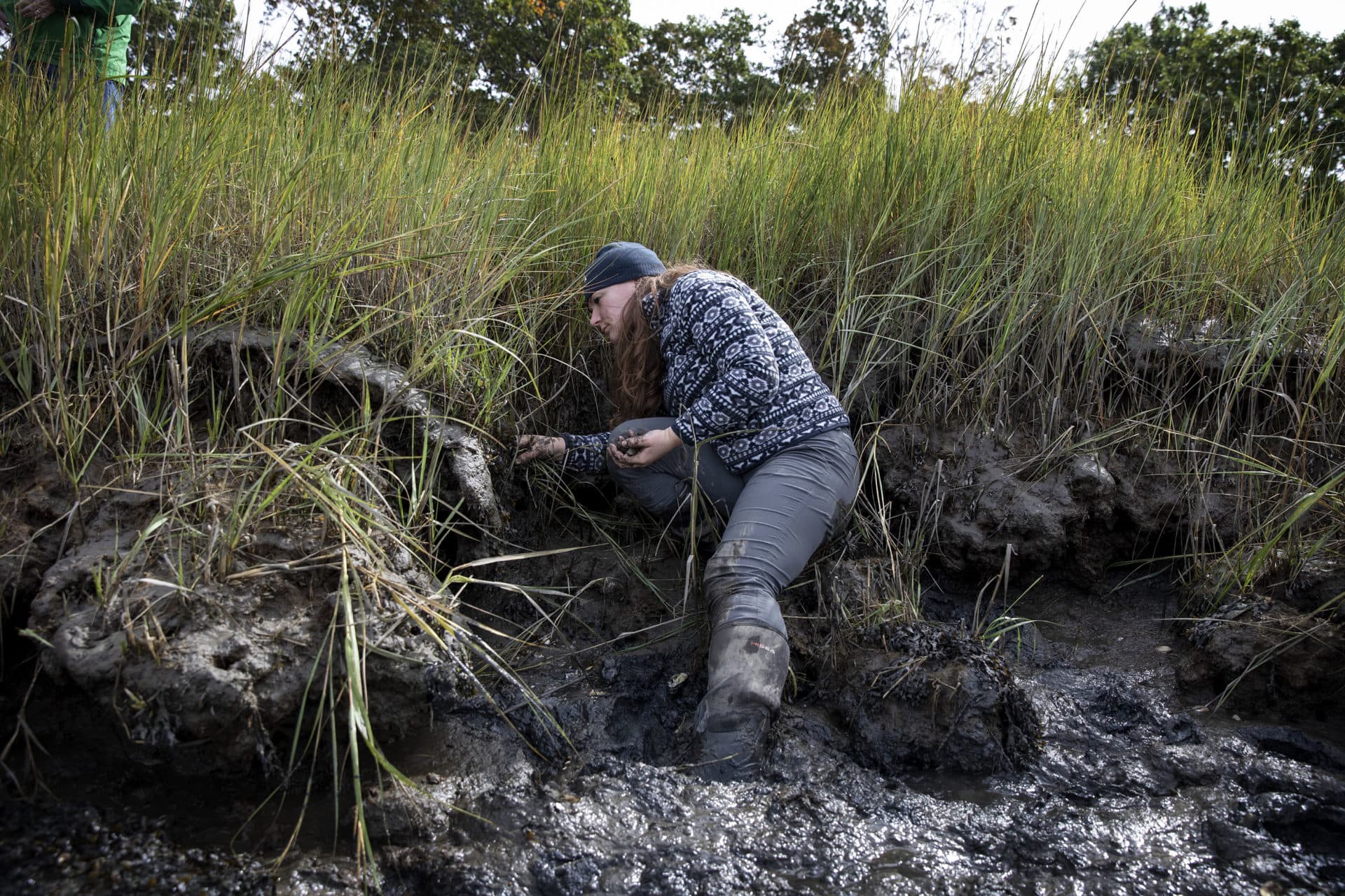 Coastal Restoration Ecologist Annalee Tweitmann searches a healthy section of marsh at Rough Meadows Wildlife Sanctuary in Rowley, for ribbed mussels to transplant into the degraded marsh at Joppa Flats. (Robin Lubbock/WBUR)