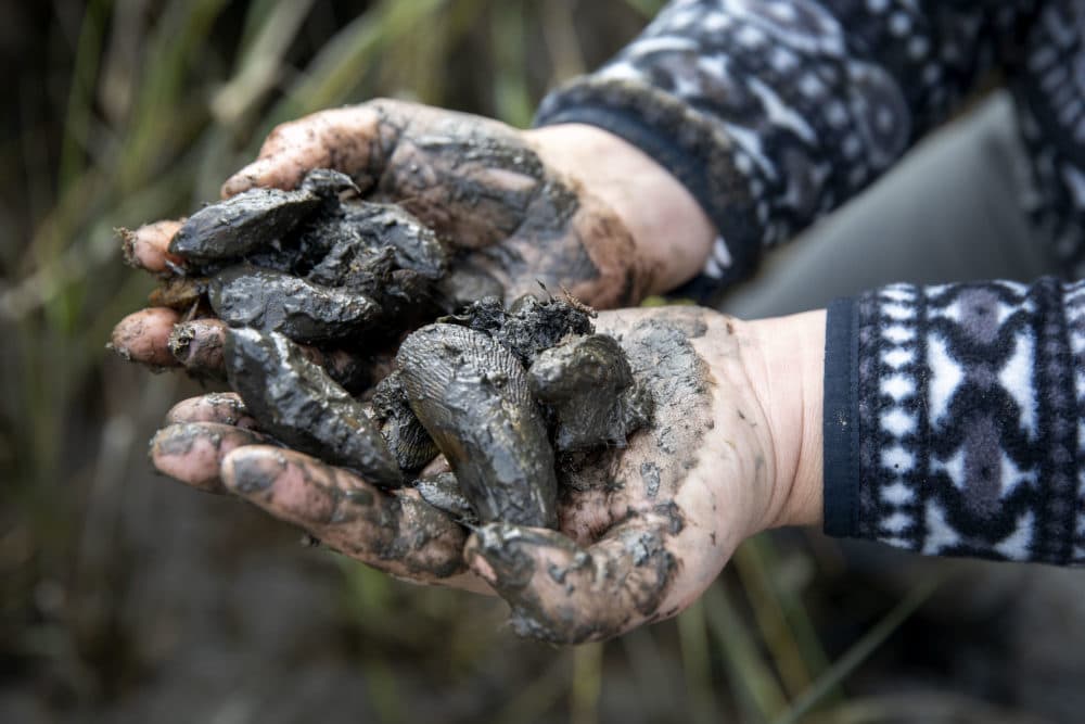 Ecologist Annalee Tweitmann holds up two handfuls of ribbed mussels which she has just collected from the marsh at Rough Meadows Wildlife Sanctuary in Rowley. (Robin Lubbock/WBUR)