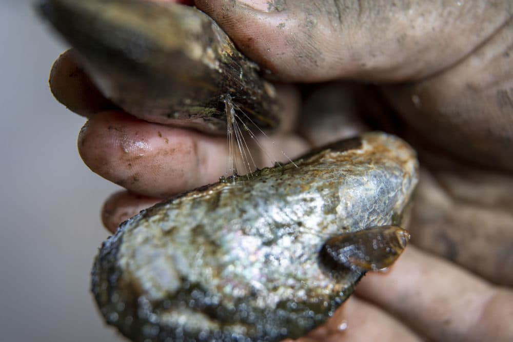 A ribbed mussel uses its byssal threads to attach itself to another mussel.  (Robin Lubbock / WBUR)