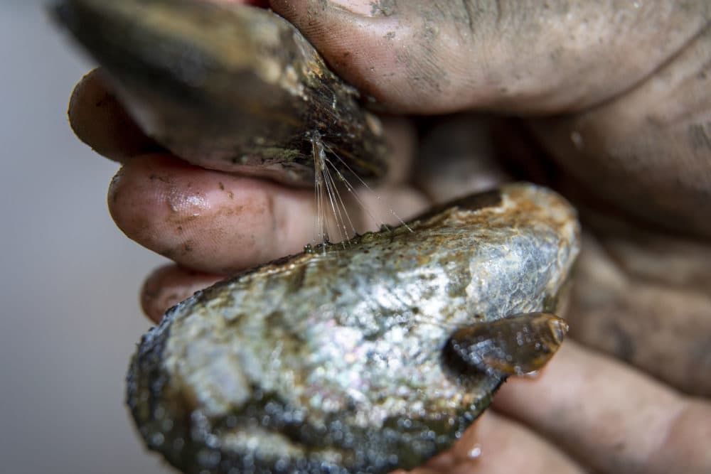 A ribbed mussel uses its byssal threads to attach itself to another mussel. (Robin Lubbock/WBUR)