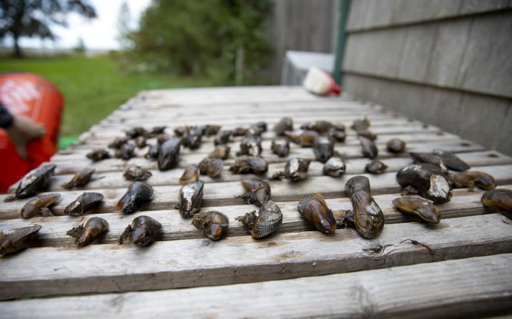 Ribbed mussels at Mass Audubon's Joppa Flats Education Center, laid out and ready to go back into the marsh.  (Robin Lubbock / WBUR)