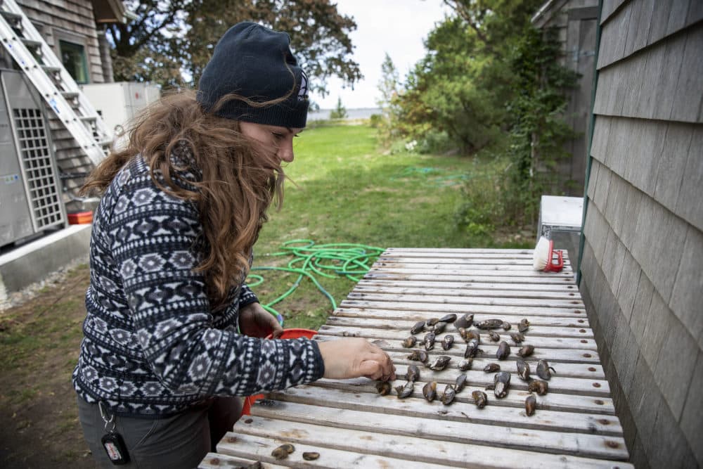 Coastal Restoration Ecologist Annalee Tweitmann cleans and sorts around 50 ribbed mussels before putting them out in the degraded marsh at Joppa Flats.  (Robin Lubbock / WBUR)