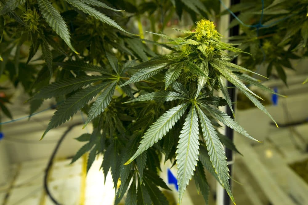 A fully grown marijuana plant. (Jesse Costa/WBUR)