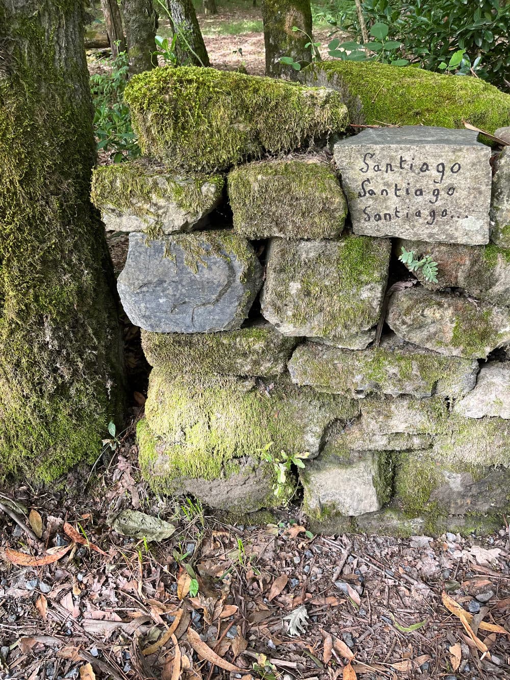A wooded trail sheltered by Eucalyptus trees, outside Melide, Spain, June 2022. (Courtesy Anne Gardner)