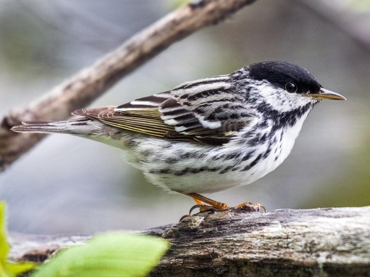 A male Blackpoll Warbler. (Image via the Cornell Lab of Ornithology) 
