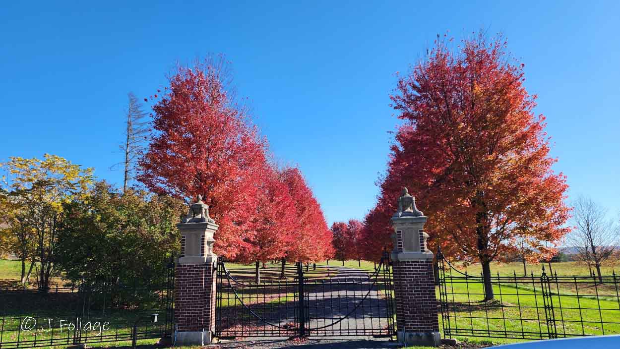 Corner and Route 7 in Lenox Massachusetts, Summer street A colonnade of trees line the path to High Lawn Farm in Lenox. (Photo courtesy Jeff. Folger)