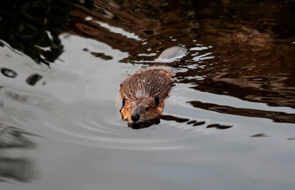 A beaver swims in the forest near Puerto Williams, Chile on February 05, 2020. (Pablo Cozzaglio/AFP via Getty Images)