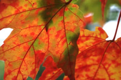 New England's fall foliage harder to predict as the climate changes, biologists say