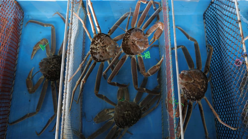 Freshly caught snow crabs are seen in a container. (Buddhika Weerasinghe/Getty Images)