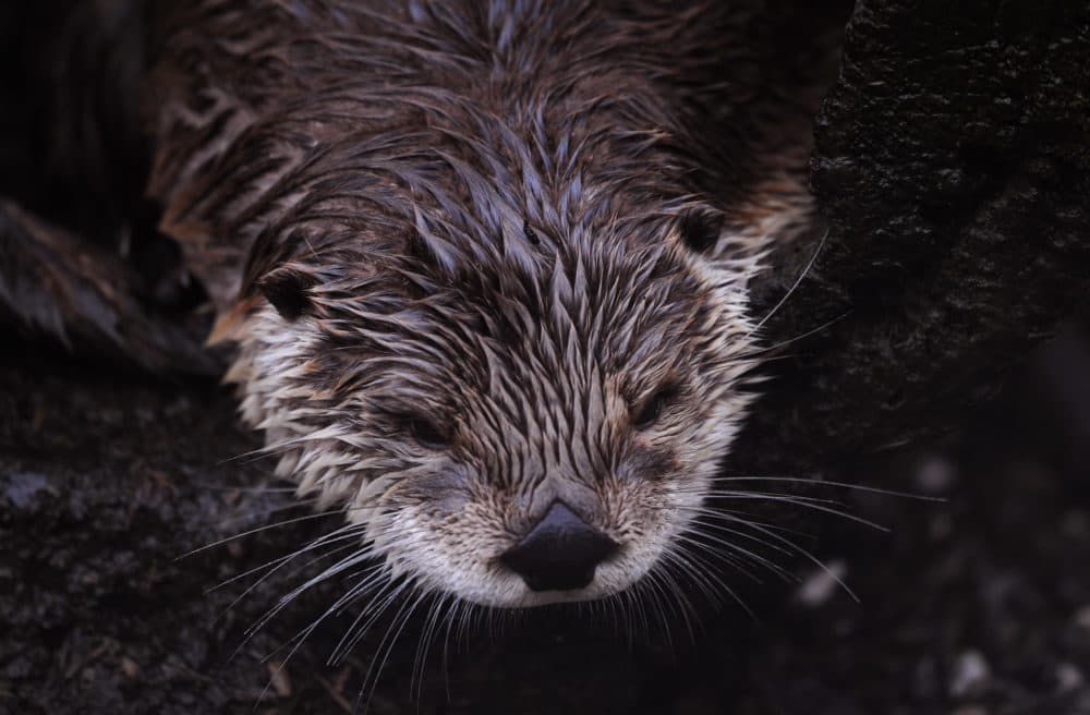 Milwaukee welcomes back beavers, after hunting and pollution drove the industrious rodents away - Vimarsana News