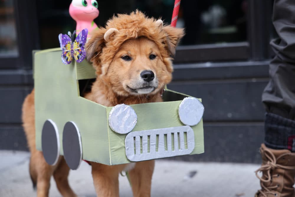 Boston BID &quot;Doggone Halloween&quot; Parade, 2021. (Courtesy Boston BID)