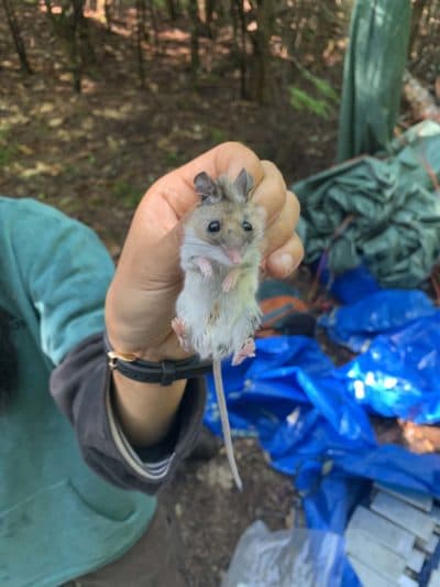 Ivy Yen, a Ph.D. student studying wildlife personalities at the University of Maine, holds up a deer mouse.