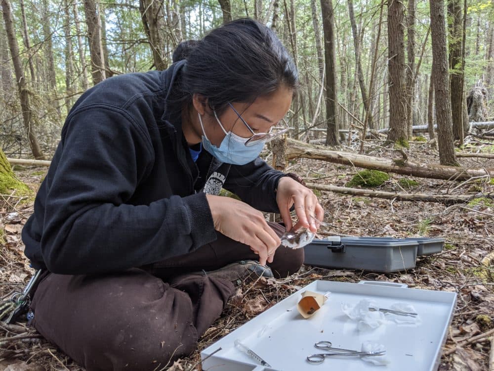 University of Maine Ph.D. student Ivy Yen gives a mouse a haircut in the Penobscot Experimental Forest. (Courtesy of Margaux Duparcq.)